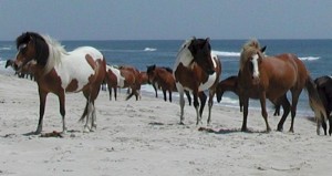 Wild Ponies assateague